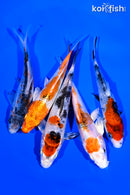PACK OF (5) 5-6" STANDARD KOI