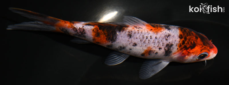 4.75" GOROMO