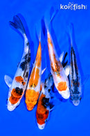 PACK OF (5) 5-6" STANDARD KOI