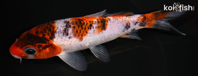 4.75" GOROMO