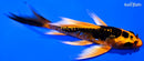 5" BENI KIKOKURYU BUTTERFLY