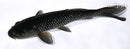 6.5" GINRIN SORAGOI