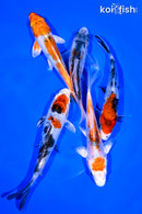 PACK OF (5) 5-6" STANDARD KOI