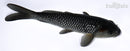6.5" GINRIN SORAGOI