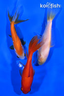PACK OF (3) 4.-4.25" WAKIN GOLDFISH