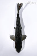 6.5" GINRIN SORAGOI
