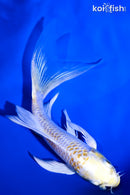 5.5" LEMON HARIWAKE BUTTERFLY