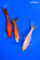 PACK OF (3) 4.-4.25" WAKIN GOLDFISH