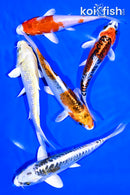 PACK OF (5) 5-6" STANDARD KOI