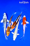 PACK OF (5) 5-6" STANDARD KOI