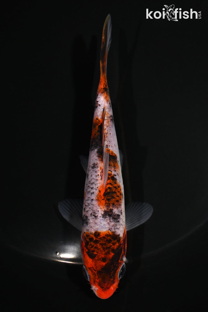 4.75" GOROMO