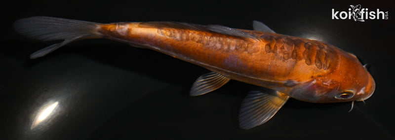 5.75" DOITSU OCHIBA SHIGURE