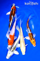 PACK OF (5) 5-6" STANDARD KOI