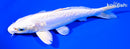6.75" DOITSU PLATINUM OGON