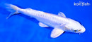 6.75" DOITSU PLATINUM OGON