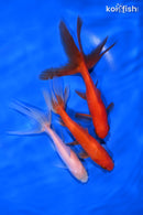 PACK OF (3) 4.5-5" WAKIN GOLDFISH