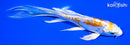 5.75" KIKUSUI BUTTERFLY
