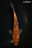 5.75" DOITSU OCHIBA SHIGURE