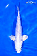 6.75" DOITSU PLATINUM OGON