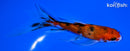 5.25" GINRIN AKA SANKE BUTTERFLY