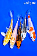 PACK OF (5) 5-6" STANDARD KOI