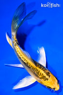 5" KIN KIKOKURYU BUTTERFLY