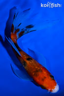 5.25" GINRIN AKA SANKE BUTTERFLY