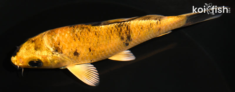 4.75" KIN KI UTSURI