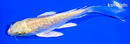 5.25" GINRIN LEMON HARIWAKE BUTTERFLY