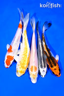 PACK OF (5) 5-6" STANDARD KOI