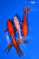PACK OF (3) 4.5-5" WAKIN GOLDFISH