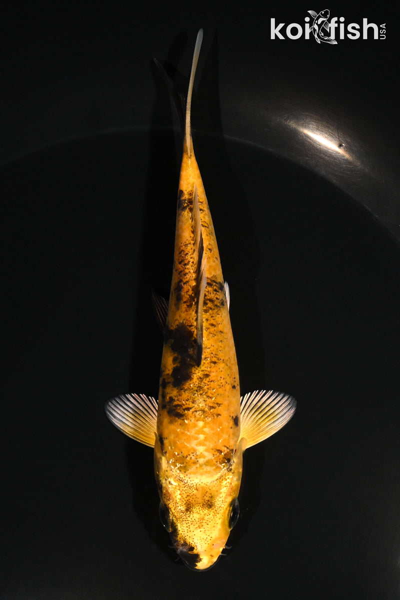 4.75" KIN KI UTSURI