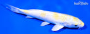 7" LEMON HARIWAKE
