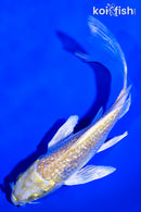 5.25" GINRIN LEMON HARIWAKE BUTTERFLY