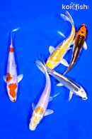 PACK OF (5) 5-6" STANDARD KOI