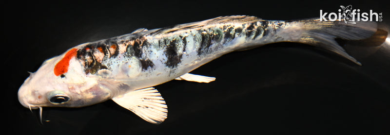 5.25" ARAGOKE HEISEI NISHIKI