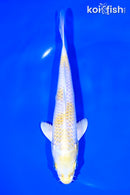 7" LEMON HARIWAKE