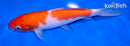 6.75" KOHAKU