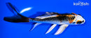 5.25" KUJAKU BUTTERFLY