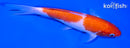 6.75" KOHAKU