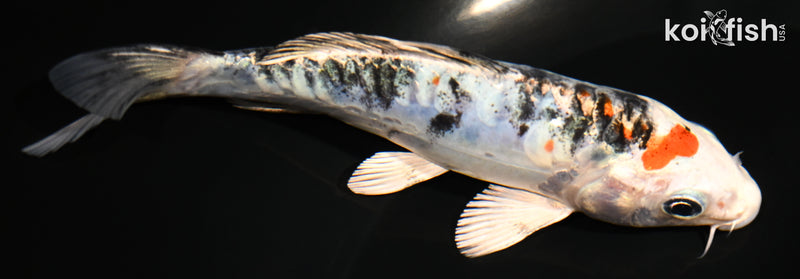 5.25" ARAGOKE HEISEI NISHIKI