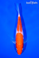6.75" KOHAKU