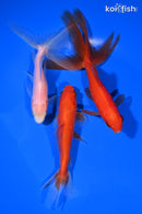 PACK OF (3) 4.5-5" WAKIN GOLDFISH