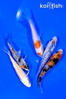 PACK OF (5) 4-4.25" STANDARD KOI