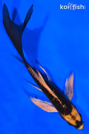 4.75" KABUTO BUTTERFLY