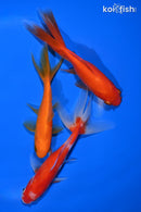PACK OF (3) 4.25-5" WAKIN GOLDFISH