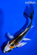 5.25" KUJAKU BUTTERFLY