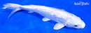 7.25" GINRIN PLATINUM OGON
