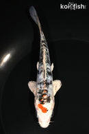 5.25" ARAGOKE HEISEI NISHIKI