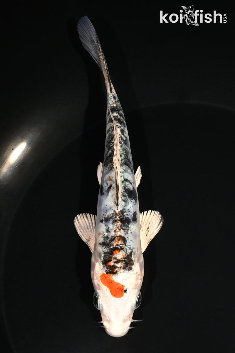 5.25" ARAGOKE HEISEI NISHIKI